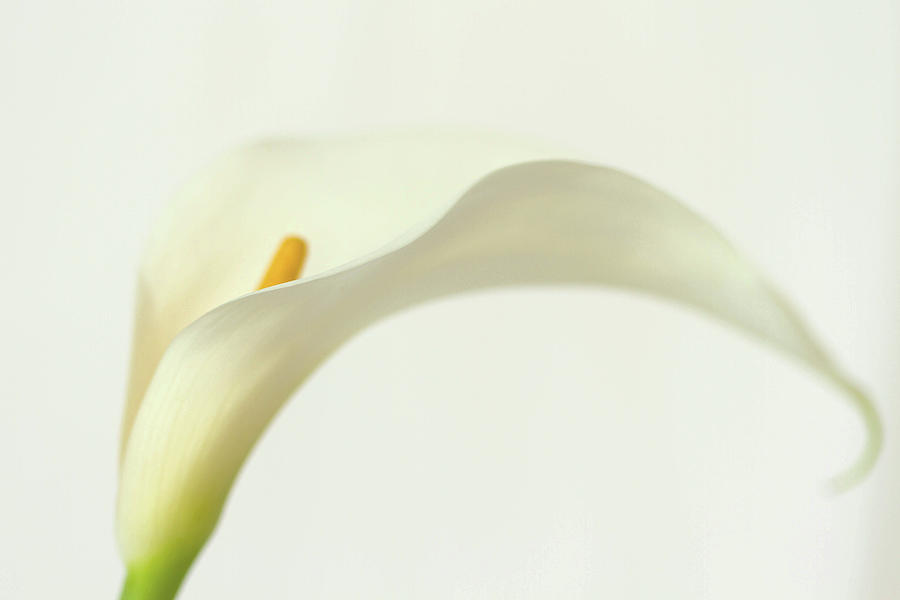 Calla Curves on White Photograph by Cheryl Day