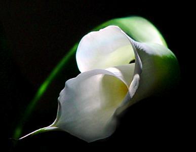 Flower Photograph - Calla In Repose by Linda Sabaj Flower Photograph - Calla In Repose by Linda Sabaj