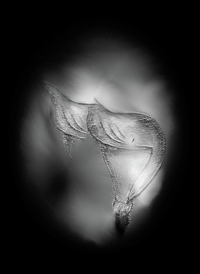 Calla In The Mist Digital Art by John Krakora