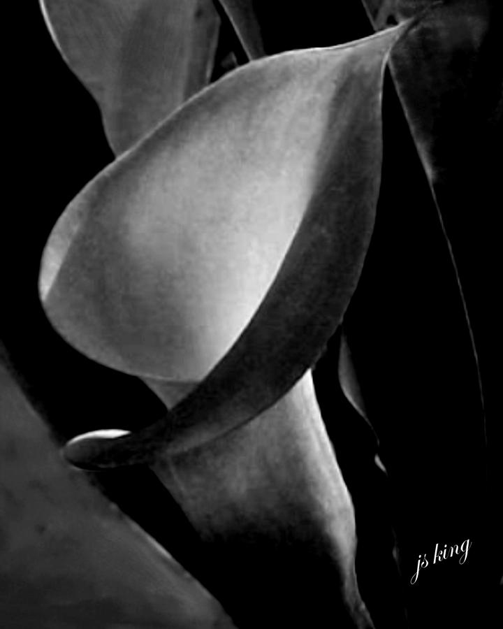 Black And White Photograph - Calla by Jacquie King