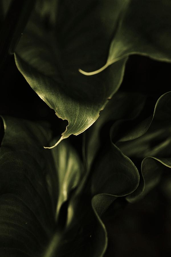 Calla Leaves Photograph by Amy Neal