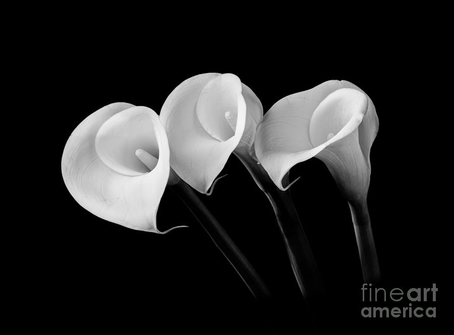 Lily Photograph - Calla Lilies - Black and White by Larry Carr