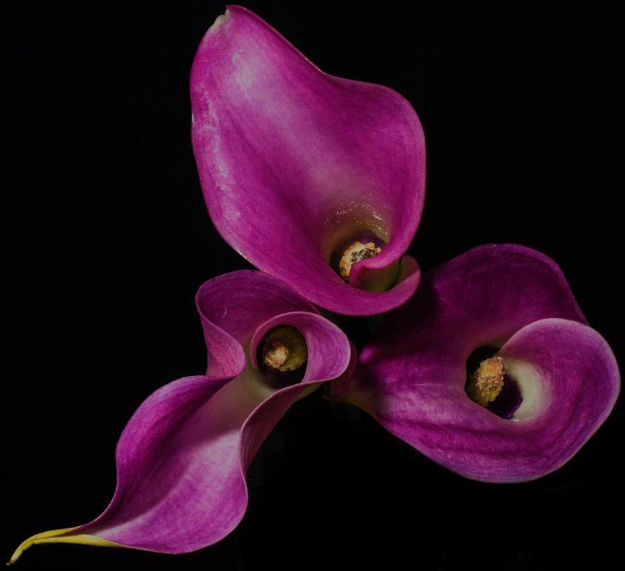 Calla Lilies #1 Photograph by John Roach