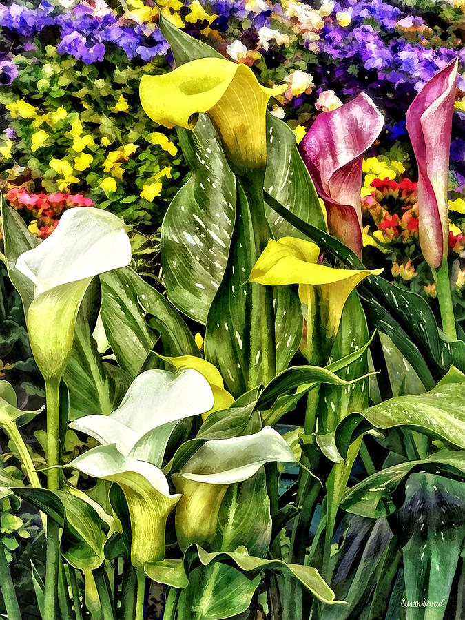 Calla Lilies and Pansies Photograph by Susan Savad