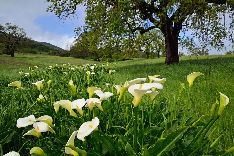 Calla Lilies and the Oak Photograph by Kathy Yates