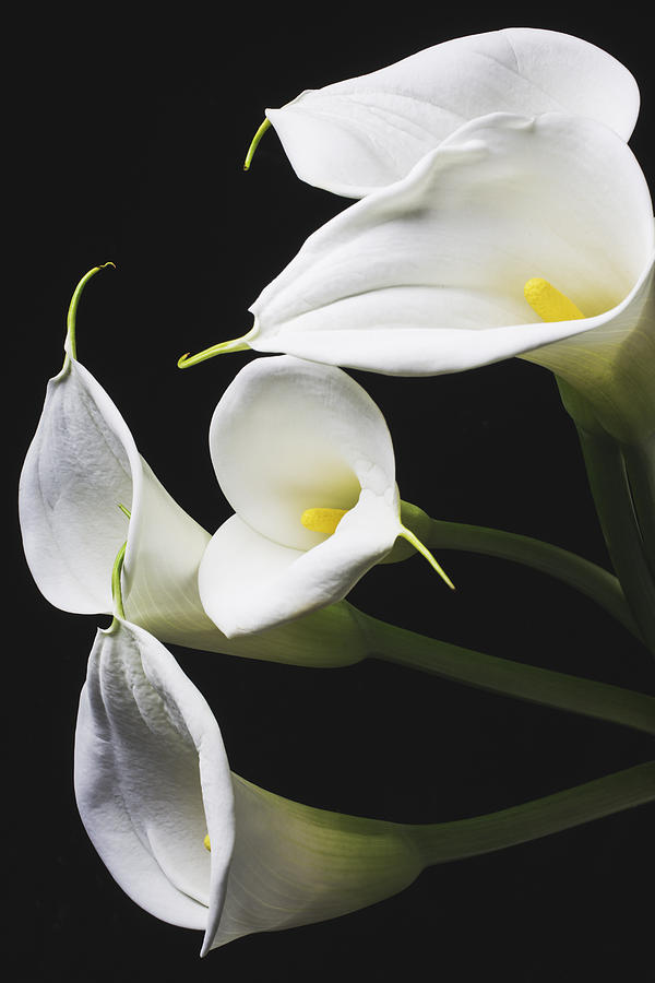 Calla Lilies Bunch Photograph By Garry Gay Fine Art America 8699