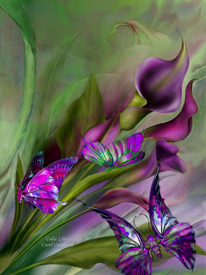 Flowers Still Life Mixed Media - Calla Lilies by Carol Cavalaris