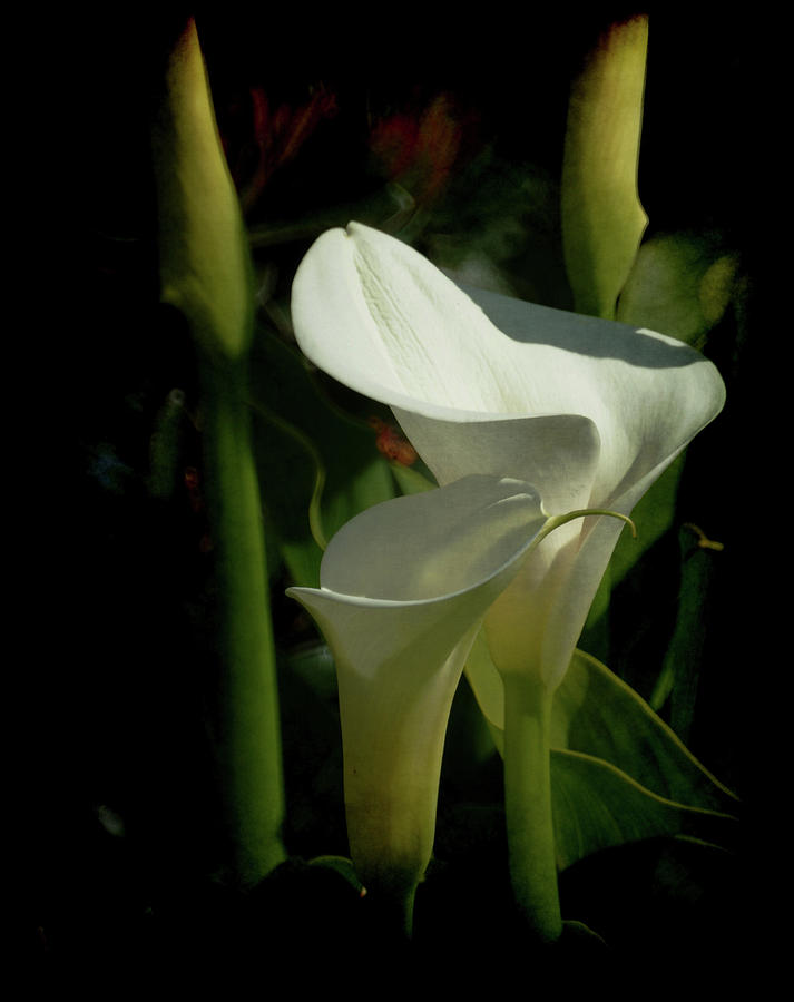 Calla Lilies Photograph by Ernest Echols