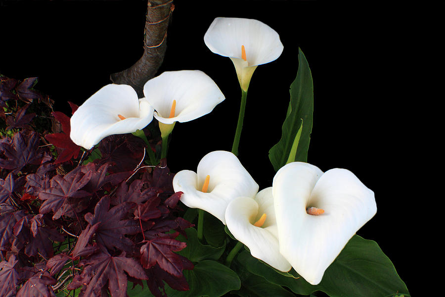 Lily Photograph -  Lilies In Spring #2 by Aidan Moran