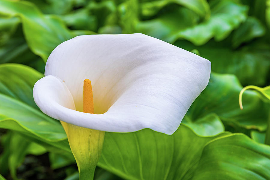 Calla Lilies Pyrography by Javier Flores - Fine Art America