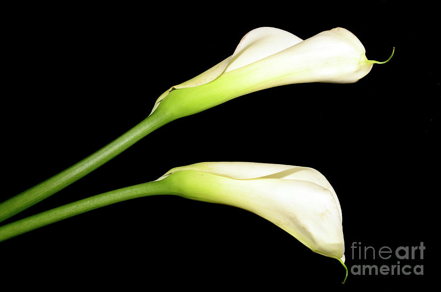 Calla Lilies On Black Background Photograph by Laura Mountainspring