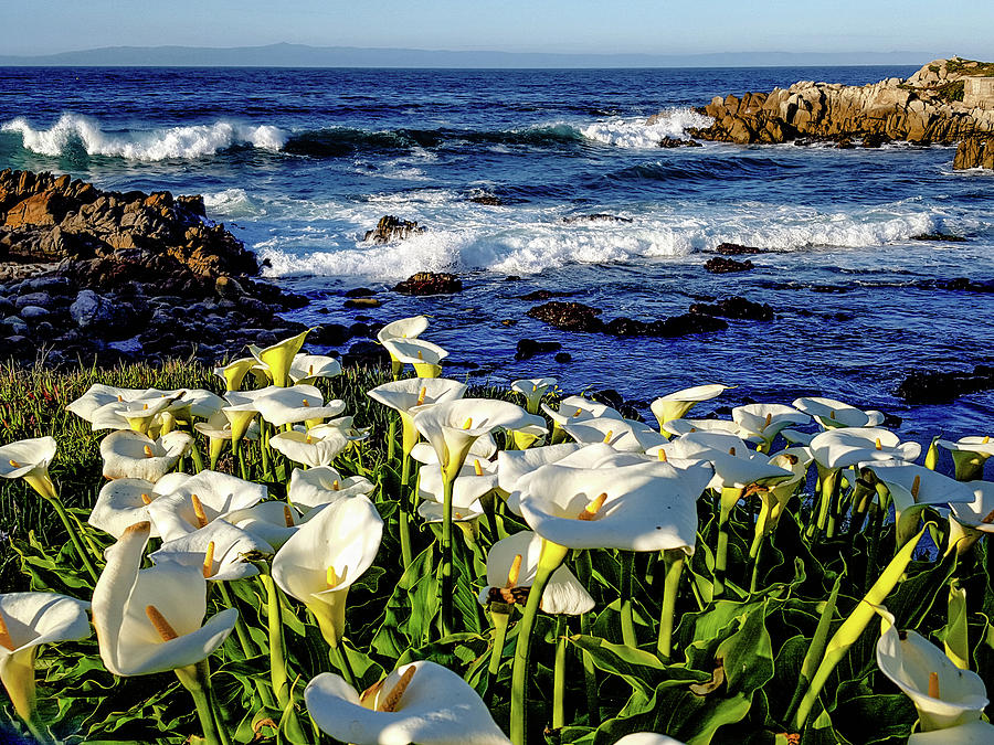Calla Lilies on Monterey Bay Photograph by Alan Hart