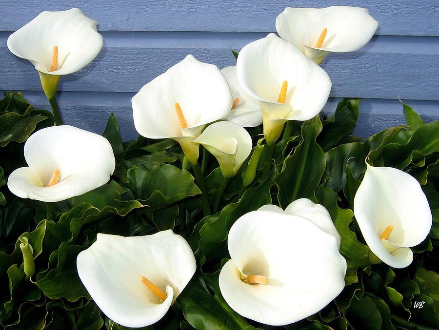Spring Photograph - Calla Lilies- Oregon by Will Borden