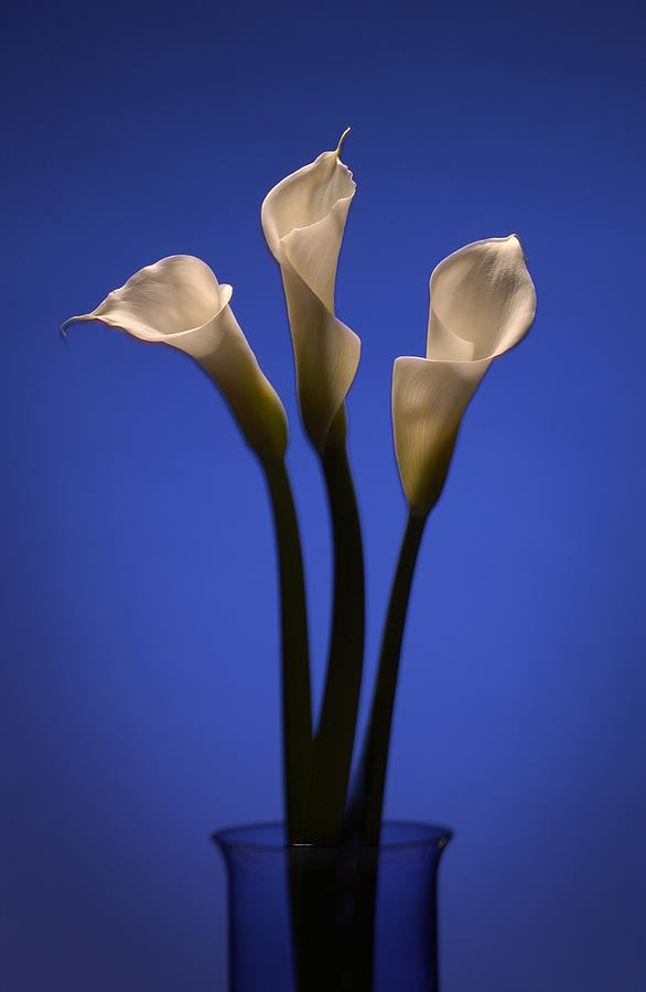 Flower Photograph - Calla Lilies by Steve Williams