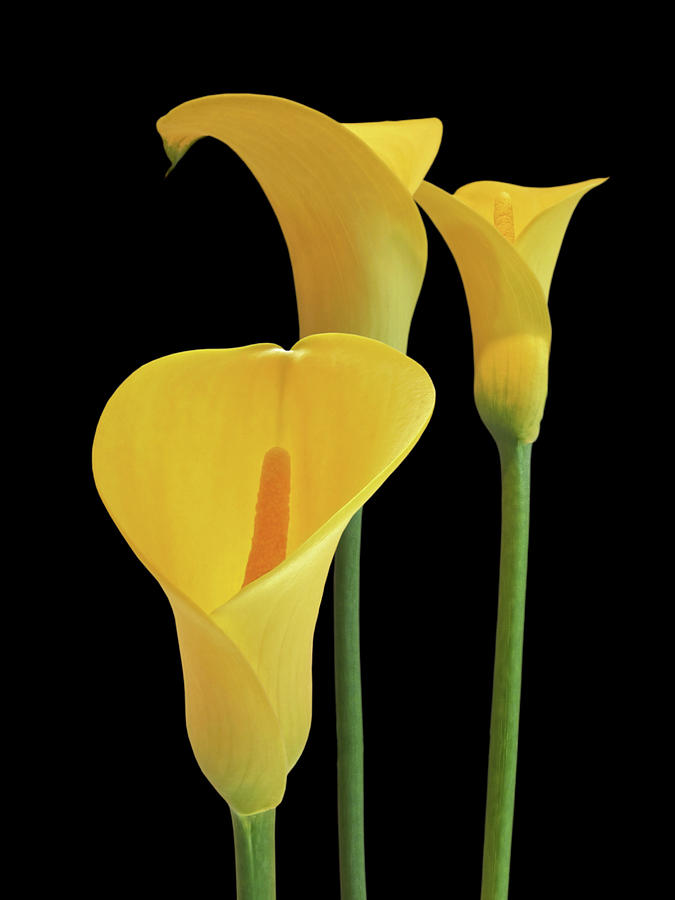 Calla Lilies - Yellow on Black Photograph by Gill Billington