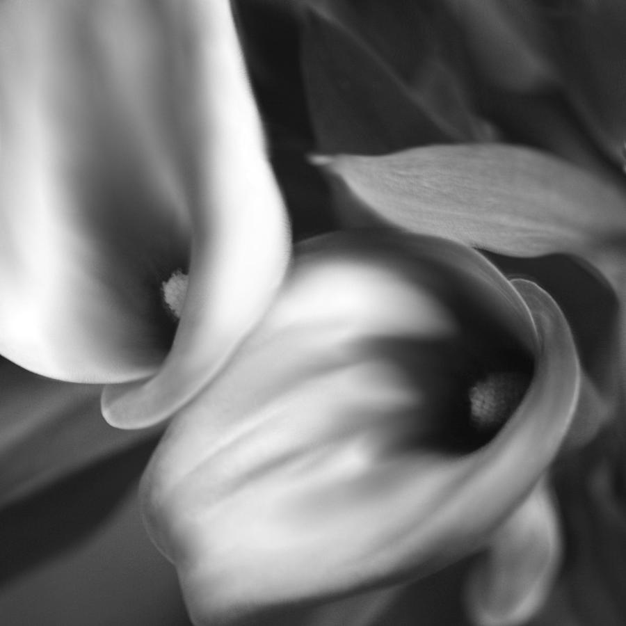 Calla Lilies2 in Square Black and White Photograph by Sally Bauer