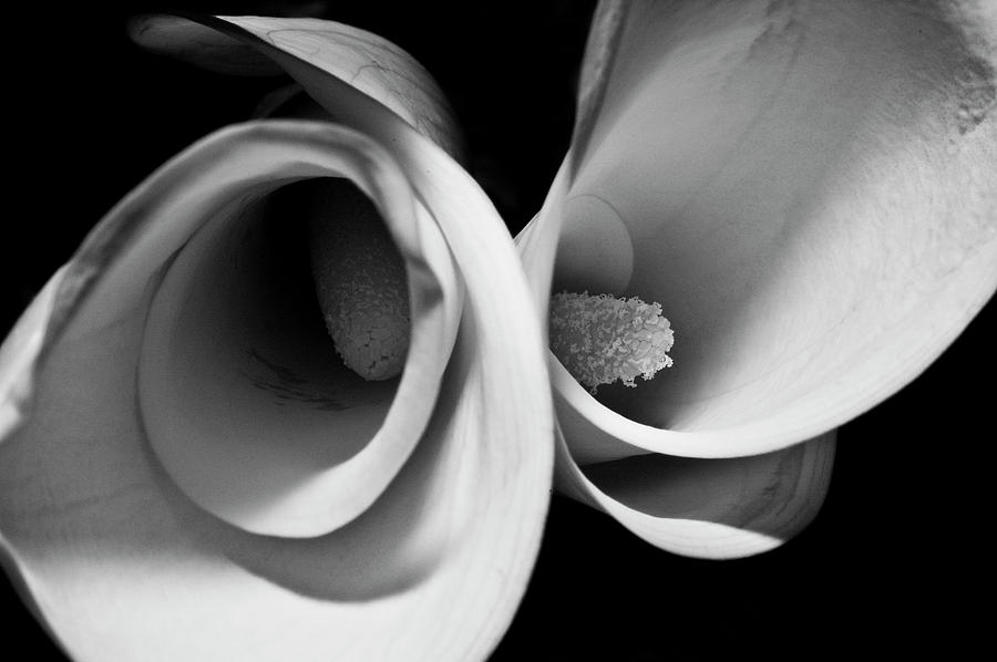 Flower Photograph - Calla Lilly 1 by Robert DeMarco
