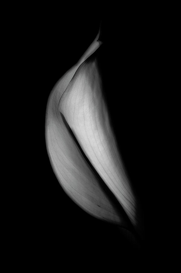 Flower Photograph - Calla Lilly 2 by Robert DeMarco
