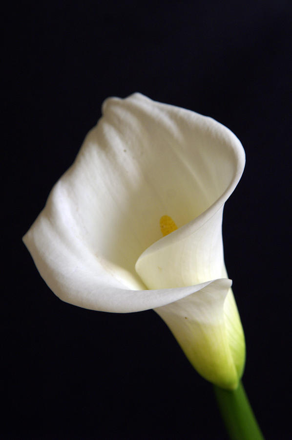 Calla lilly 7 Photograph by Gary Brandes