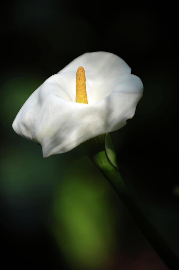 Lily Photograph - Calla Lilly by Ana Searcy