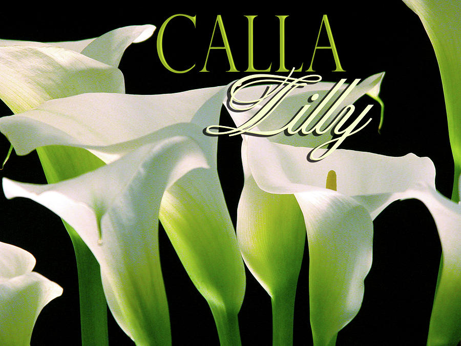 Calla Lilly Photograph by Craig Perry-Ollila