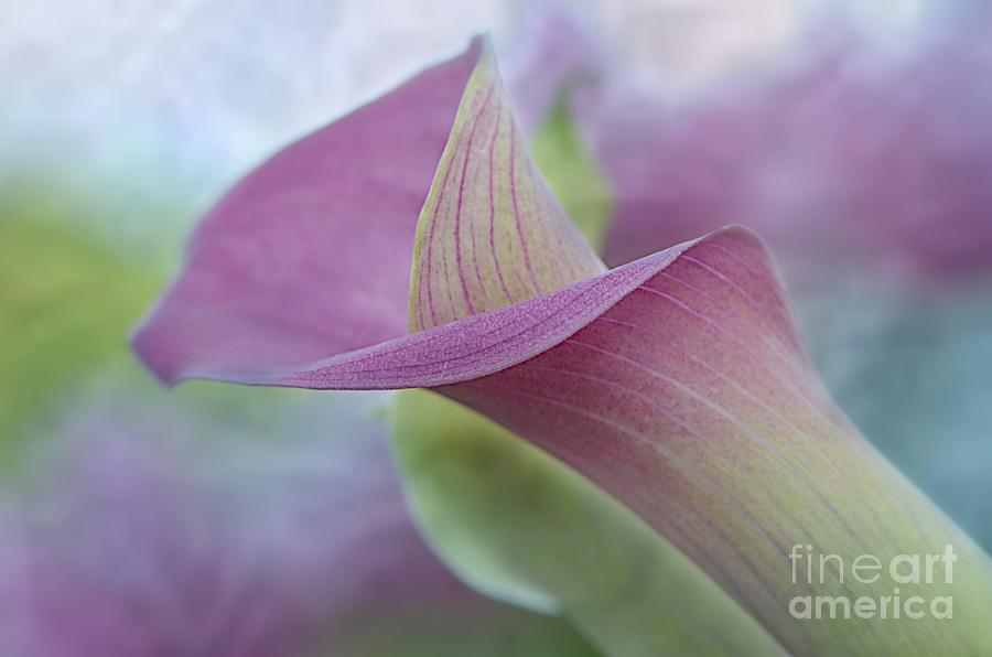 Flower Photograph - Calla Lilly by Darla Rae Norwood