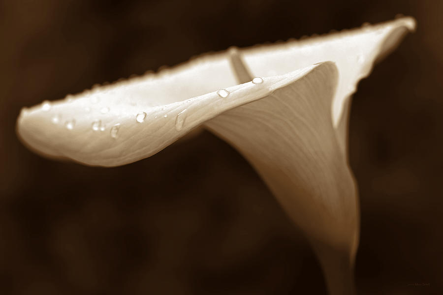 Vintage Photograph - Calla Lilly Flower Raindrops Sepia by Jennie Marie Schell