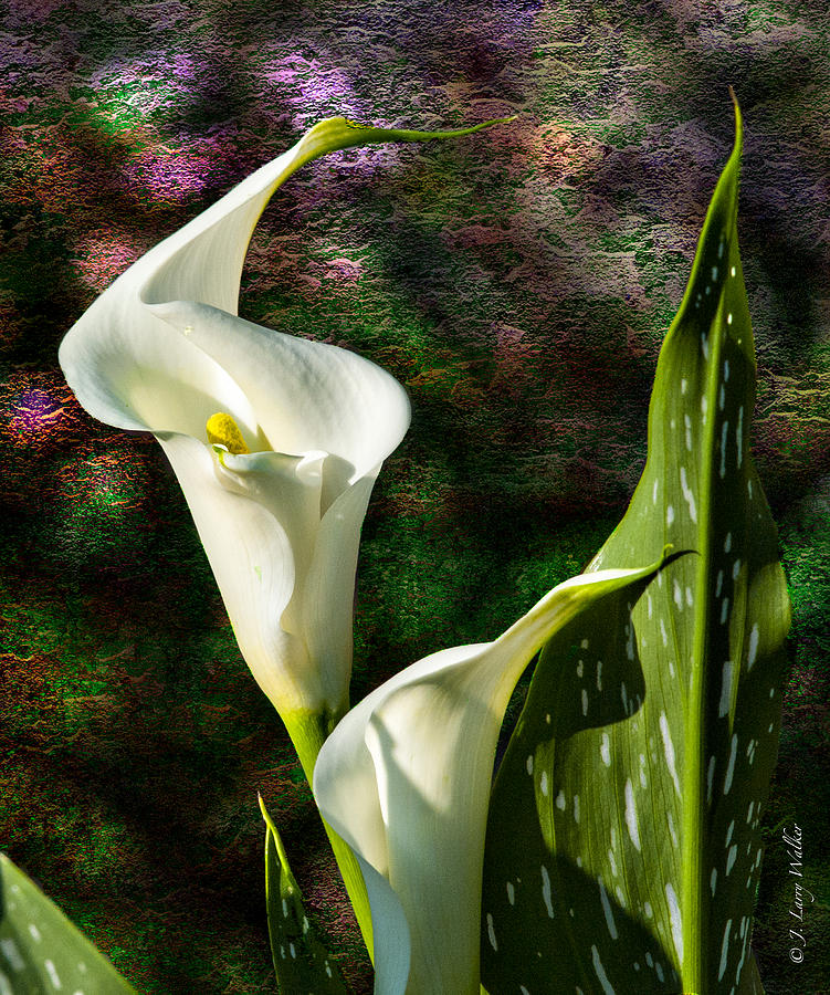 Calla Lily - P. Bright Photograph by J Larry Walker