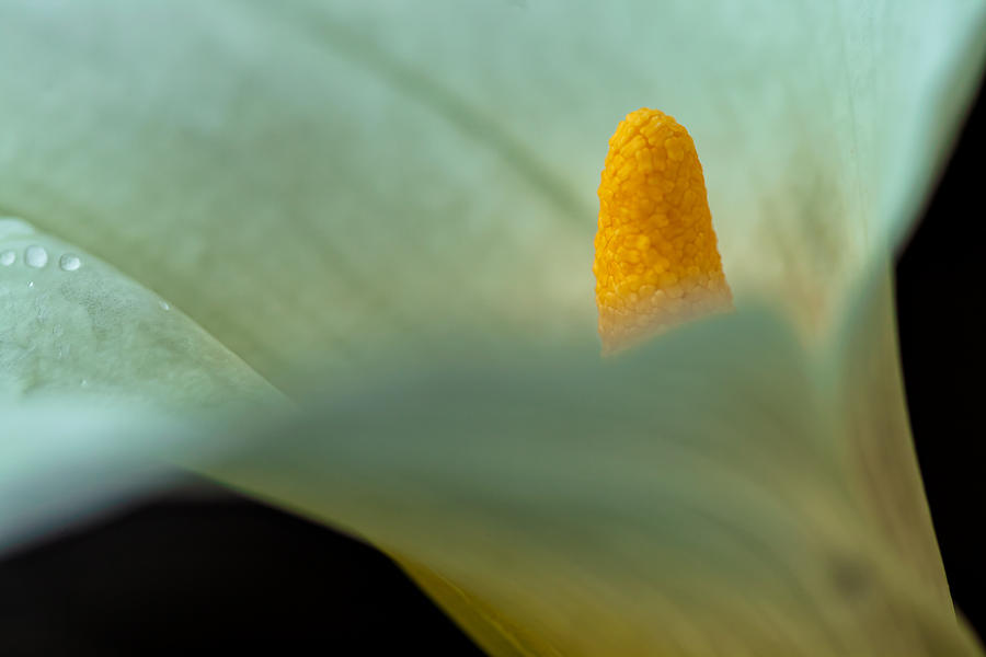 Calla Lily 1 Photograph by Jonathan Nguyen