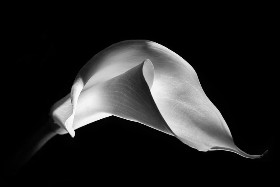 Black And White Photograph - Calla Lily 1 by Lilia S