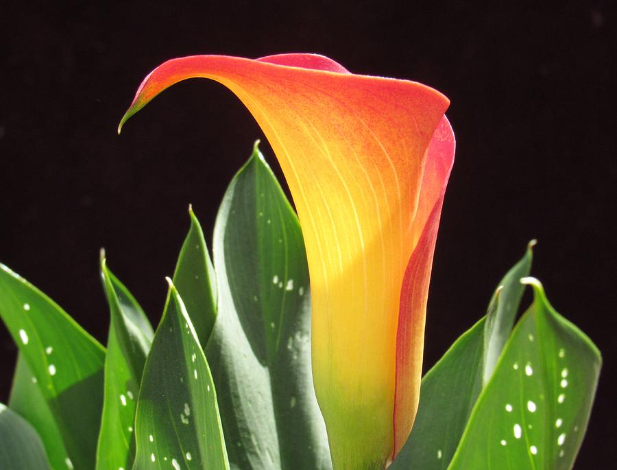 Calla Lily 1 Photograph By Lynne Miller Pixels   Calla Lily 1 Lynne Miller 