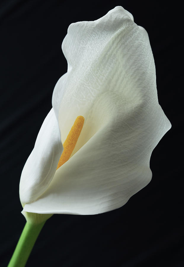 Calla Lily 1 Photograph by Terence Davis