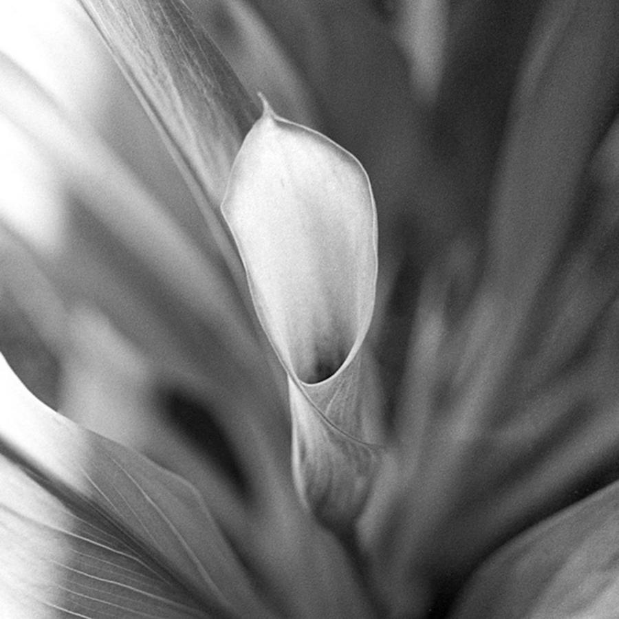 Instagram Photograph - Calla Lily 2 | Canon A1 | 50mm | Kodak by Chris Pugh