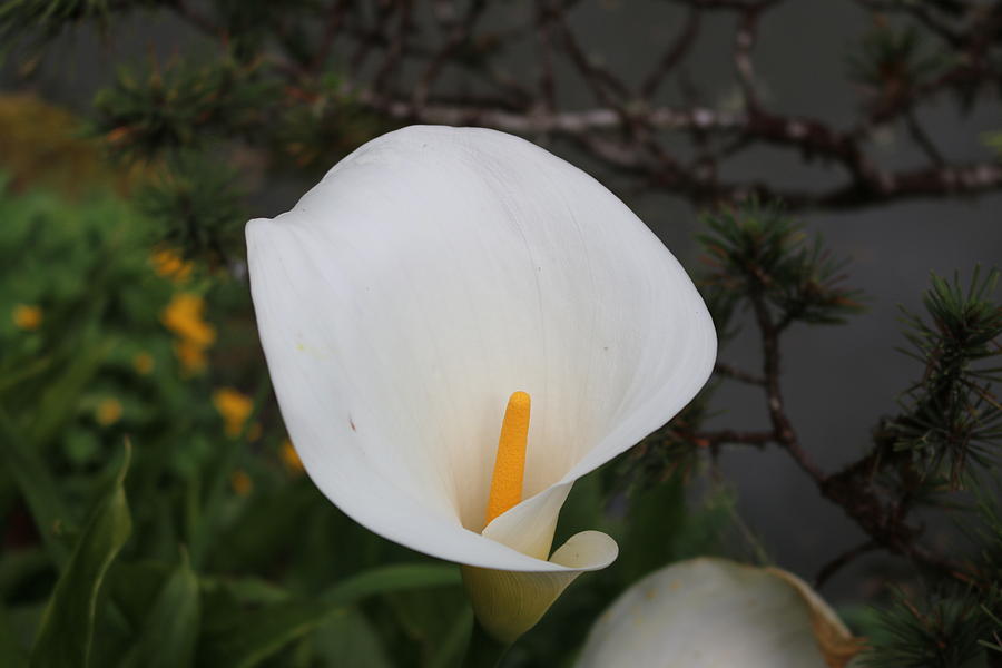 Calla Lily - 2 Photograph by Christy Pooschke