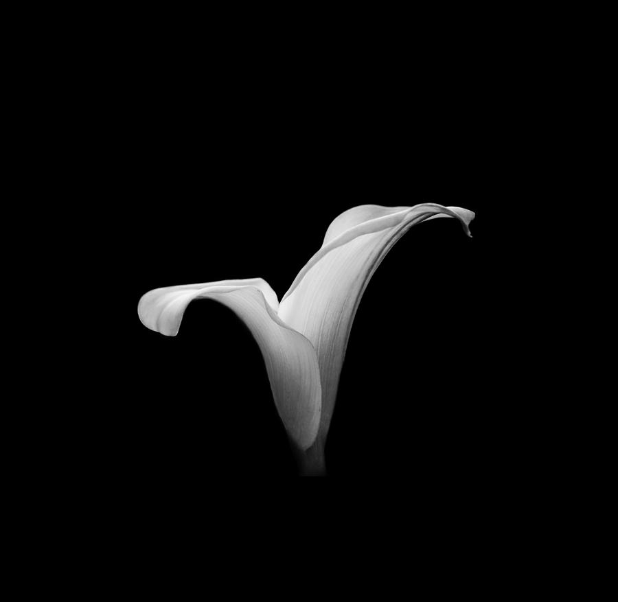 Up Movie Photograph - Calla Lily 2 by Clare Bambers