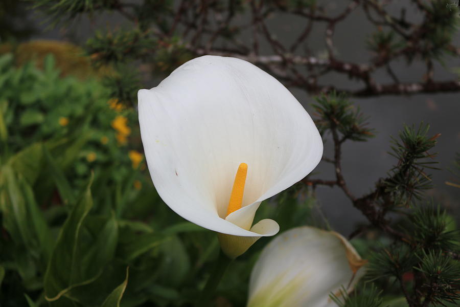 Calla Lily - 3 Photograph by Christy Pooschke
