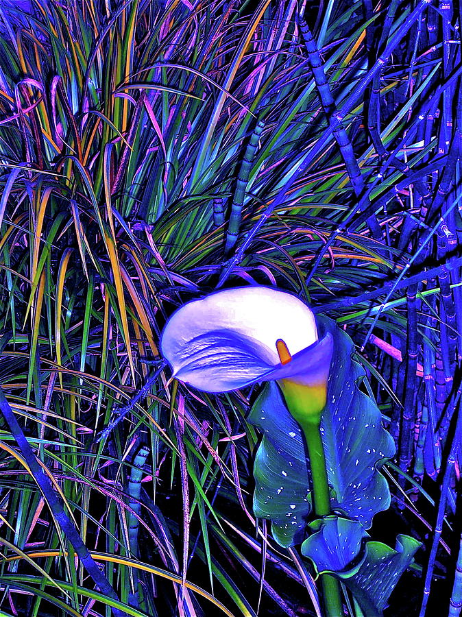Calla Lily 4 Photograph by Pamela Cooper
