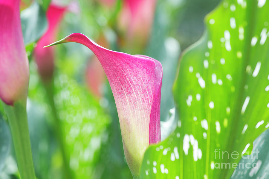 Calla lily Abstract Photograph by Tim Gainey