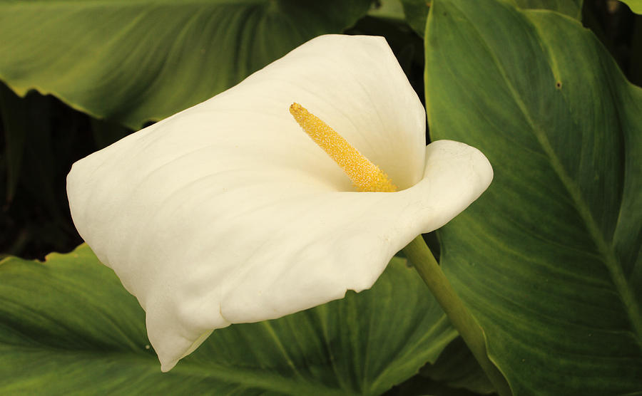 Calla Lily Photograph by Adrian Wale