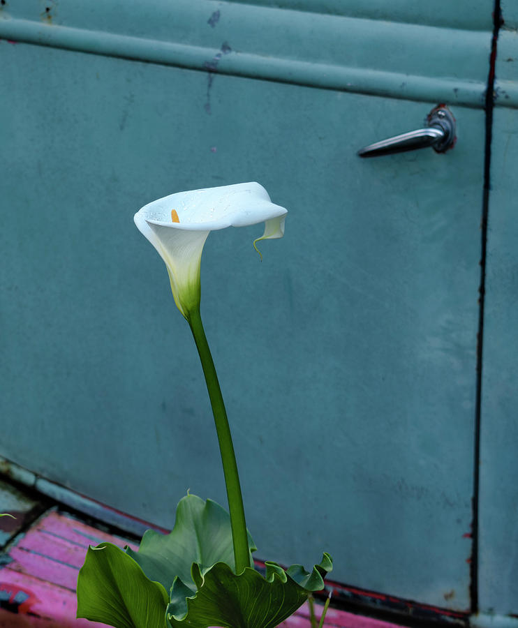 Calla Lily and Old Ford Pickup Photograph by Doug Holck