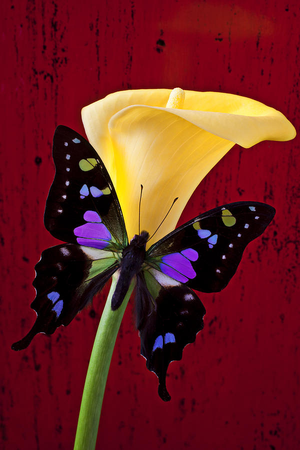 Butterfly Photograph - Calla lily and purple black butterfly by Garry Gay