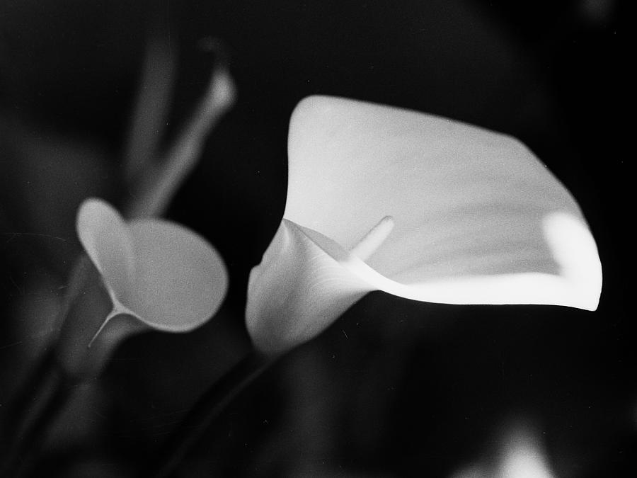 Calla Lily Photograph by Anne Thurston