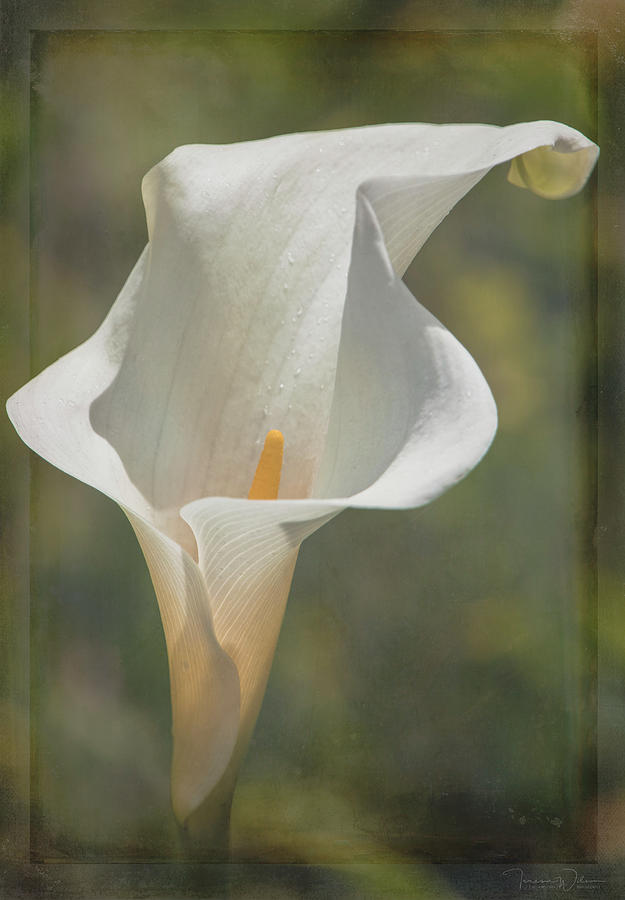 Calla Lily - Artistic Photograph by Teresa Wilson