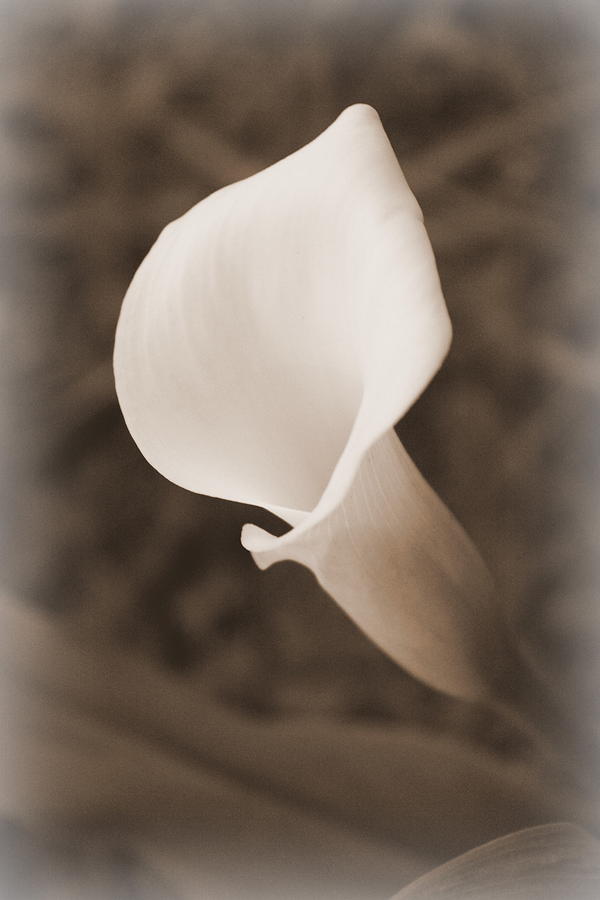 Flowers Still Life Photograph - Calla Lily by Beth Vincent