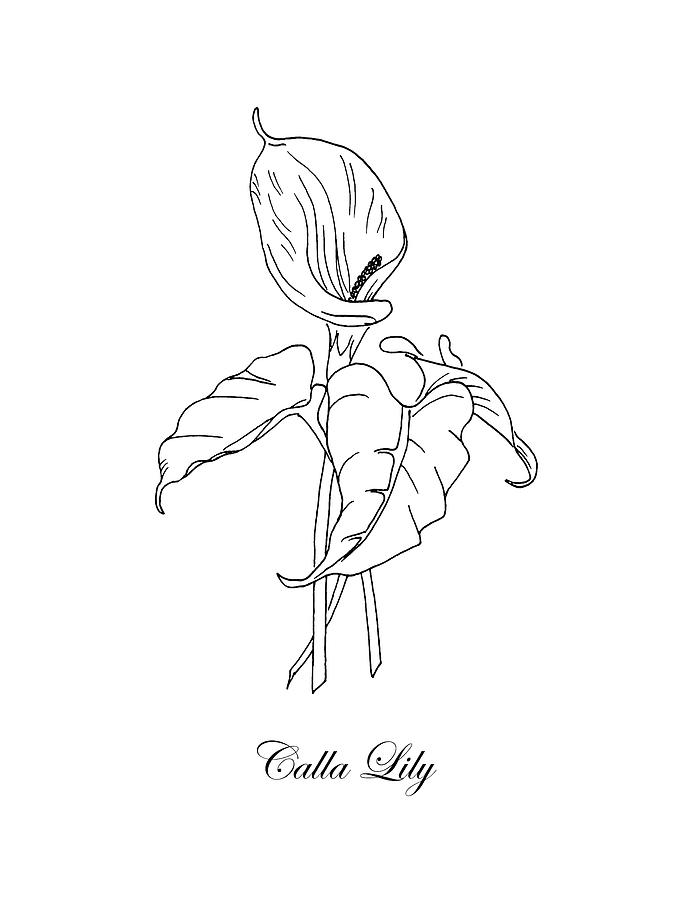 Calla Lily. Botanical Drawing