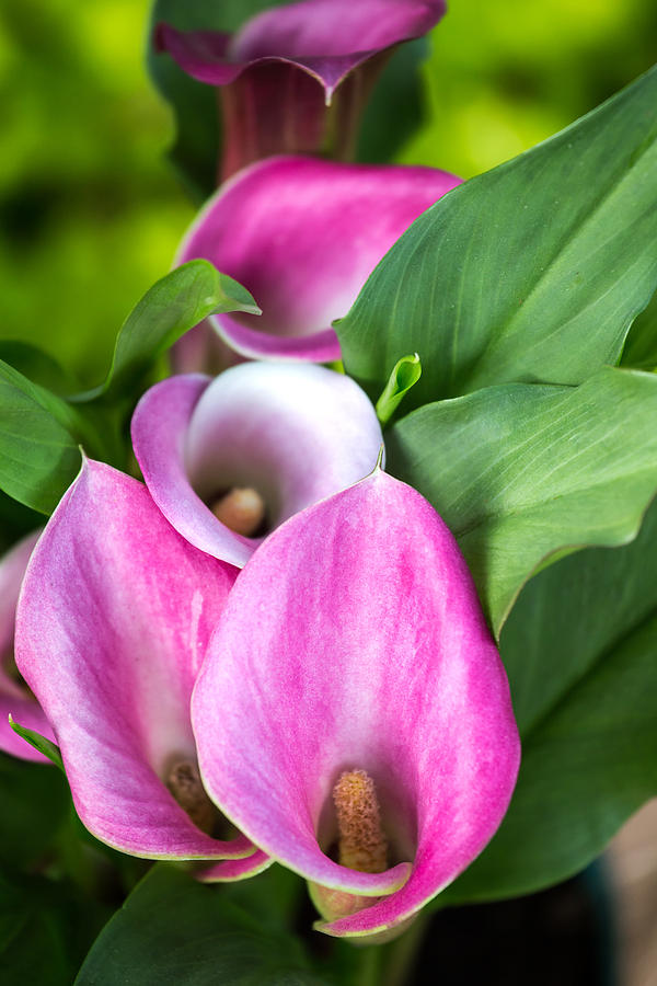 Calla Lily Photograph by Charles Hite