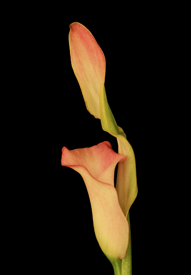 Calla Lily Photograph by Cheryl Day