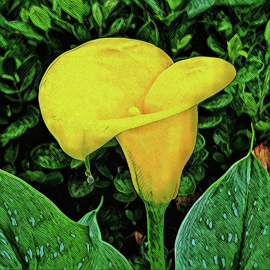 Calla Lily Photograph - Calla Lily by Chip Evans Calla Lily Photograph - Calla Lily by Chip Evans
