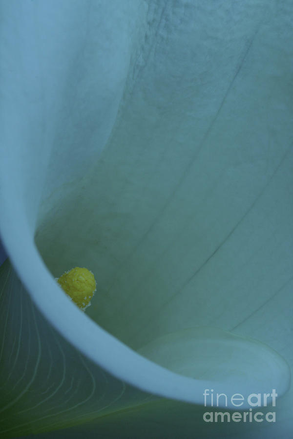 Calla Lily Photograph by Christine Amstutz