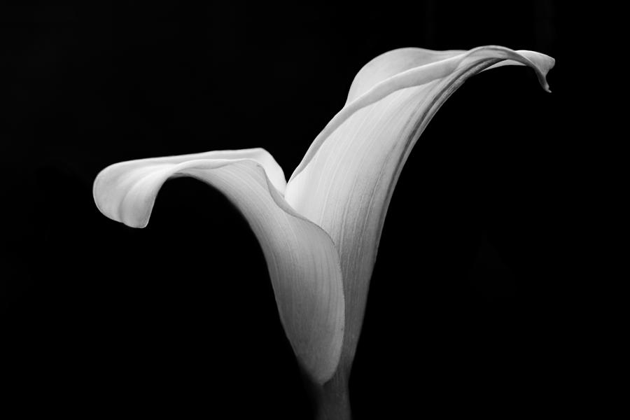 Up Movie Photograph - Calla Lily by Clare Bambers